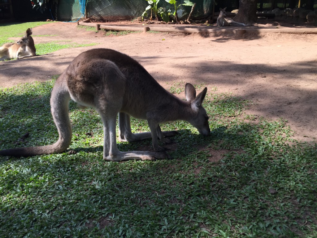 カンガルー