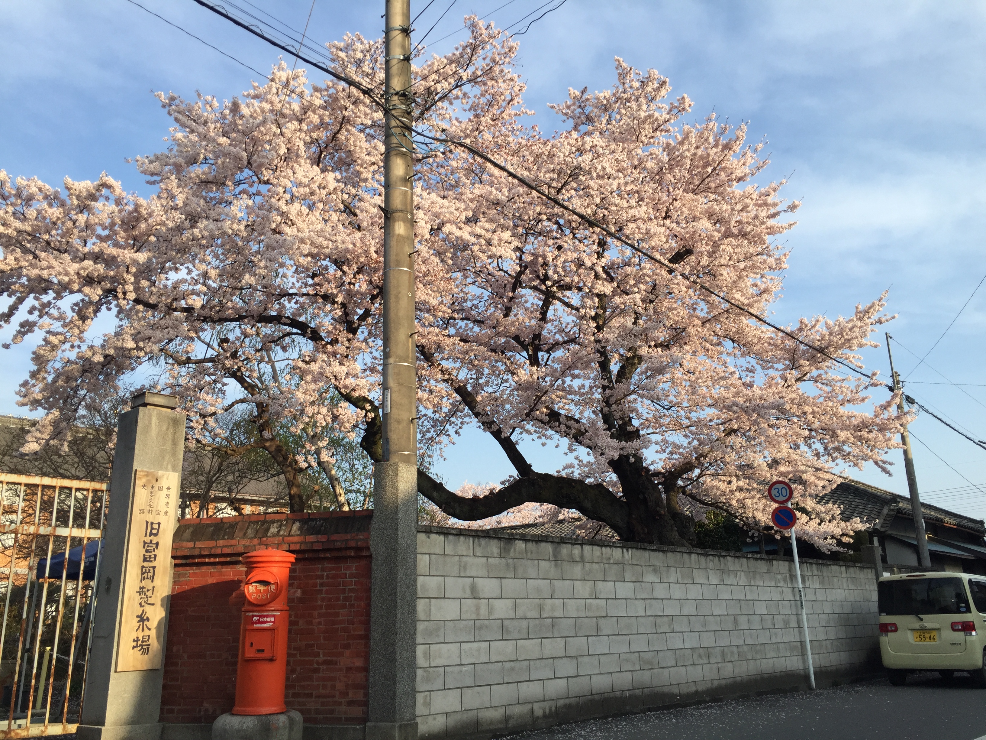 桜も立派です