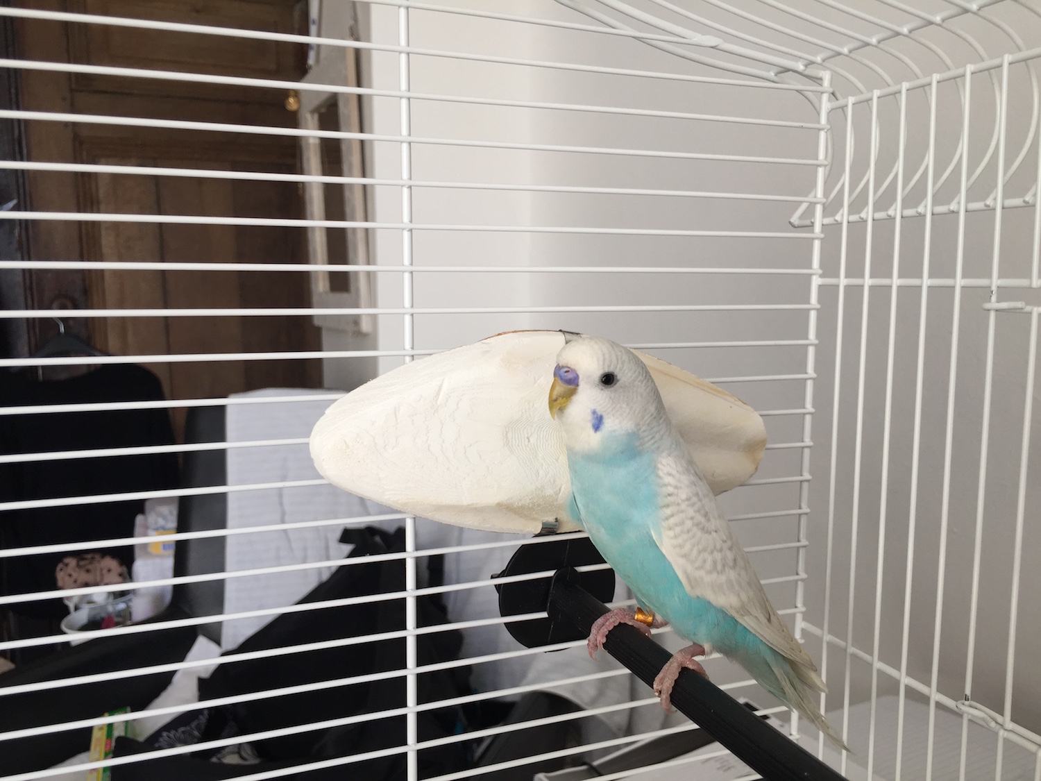 我が家のセキセイインコ