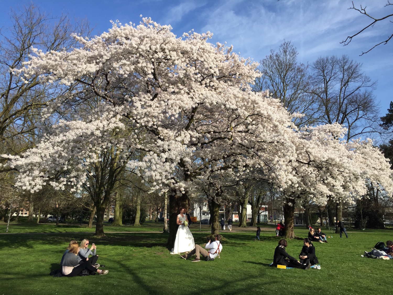 cherry blossom