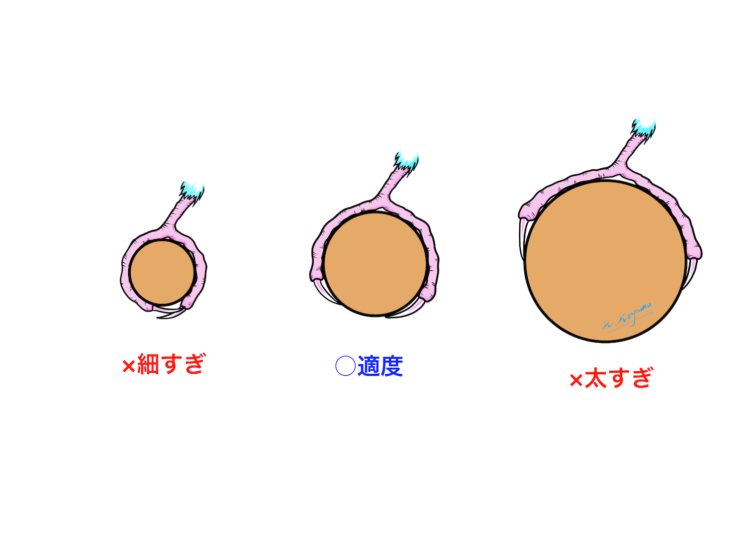 セキセイインコの止まり木の太さ