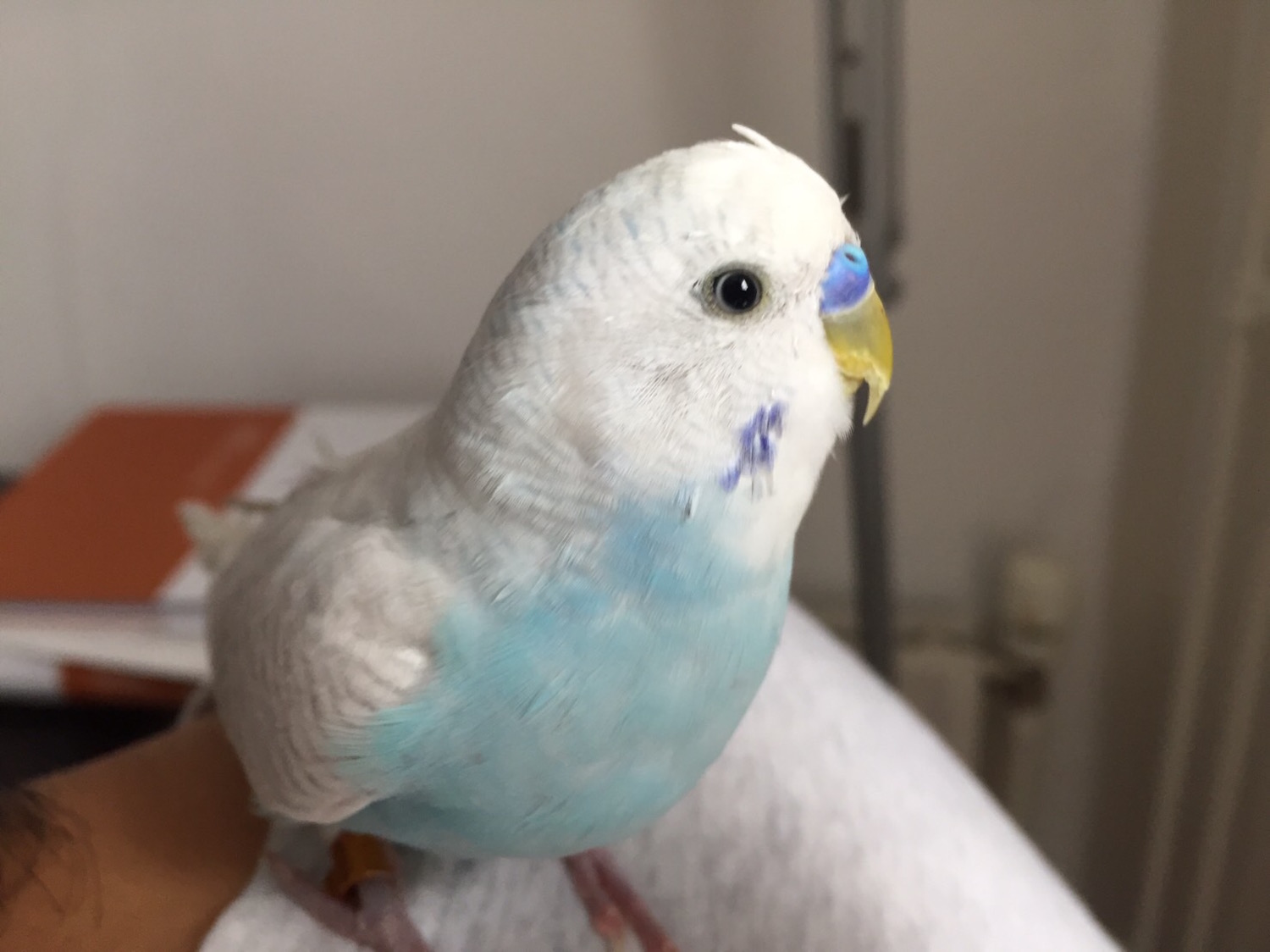 セキセイ インコ 頭 の 毛