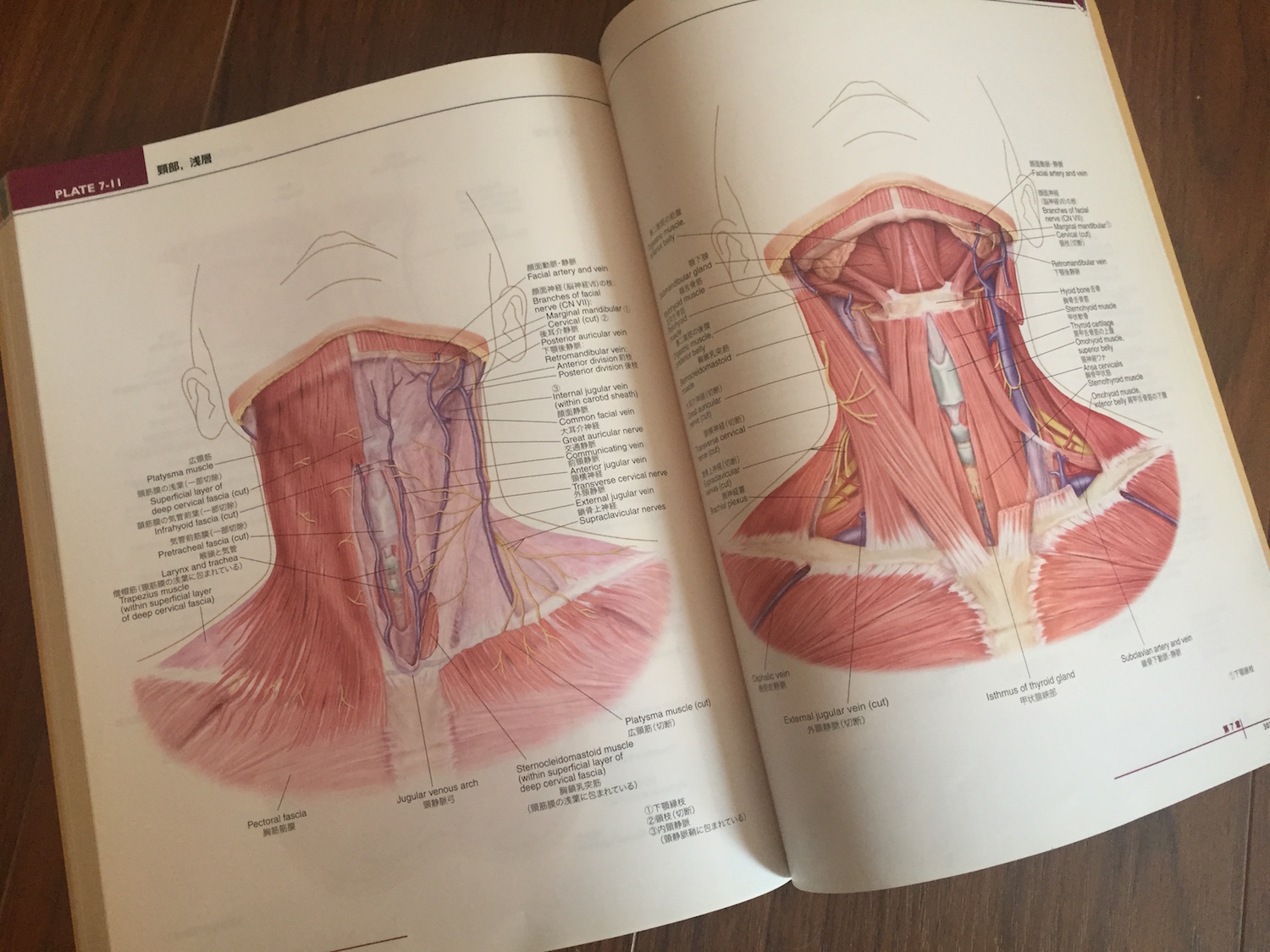 lippincott williams & wilkins atlas of anatomy
