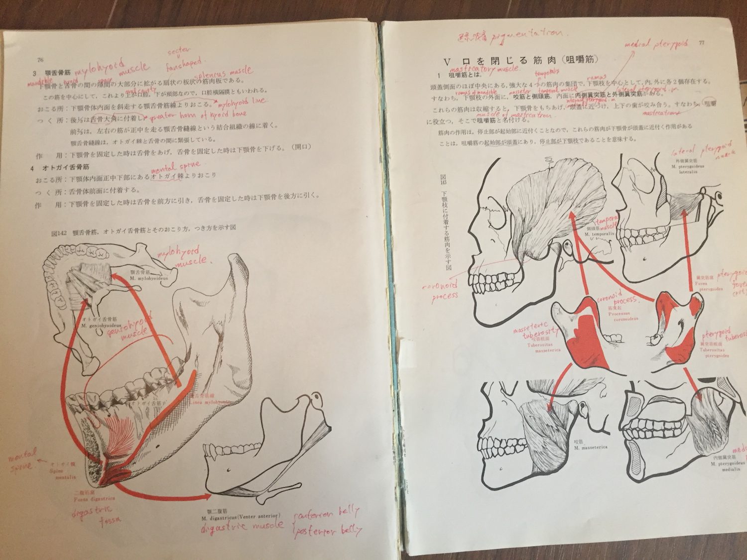 小口腔解剖学 上條雍彦著 アナトーム社