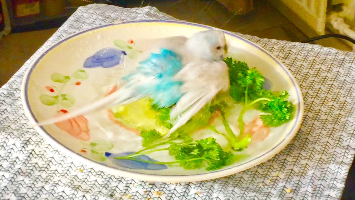 セキセイインコの水浴び