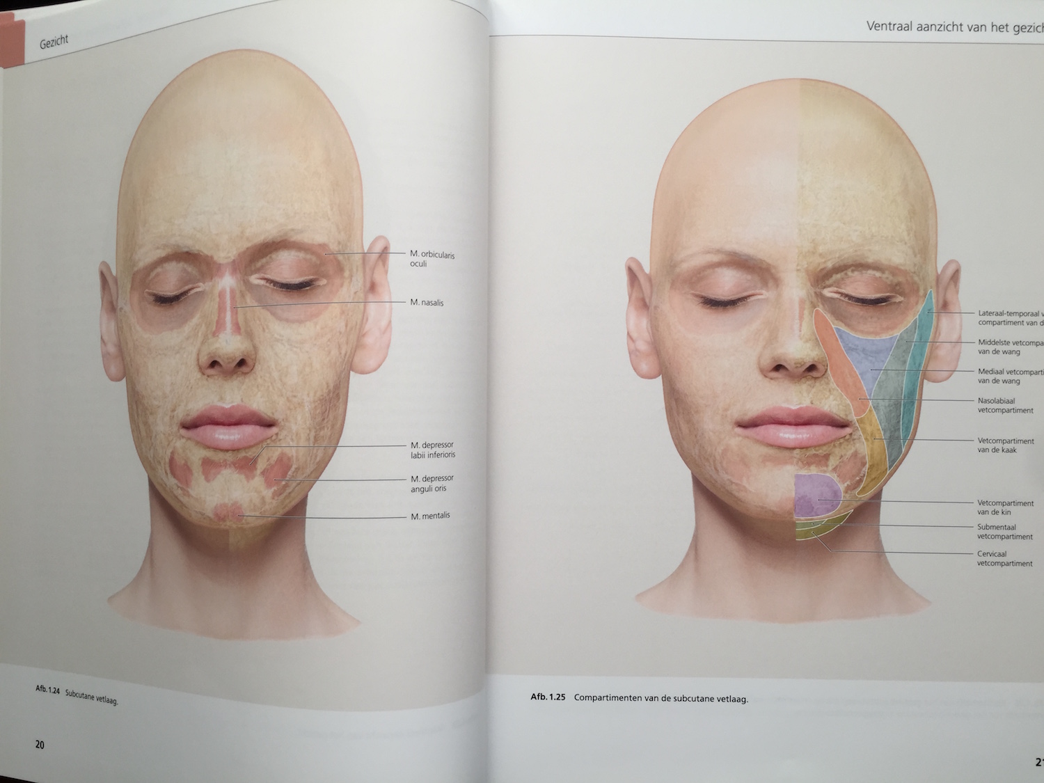 The Face Pictorial Atlas of Clinical Anatomy 