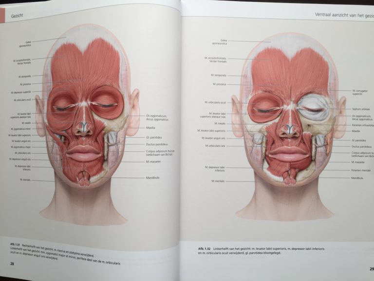 頭頚部解剖学アトラスの最高峰・芸術の域に達した解剖書The Face Pictorial Atlas of Clinical Anatomy