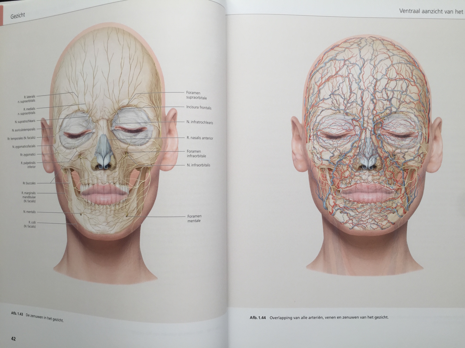 The Face Pictorial Atlas of Clinical Anatomy 