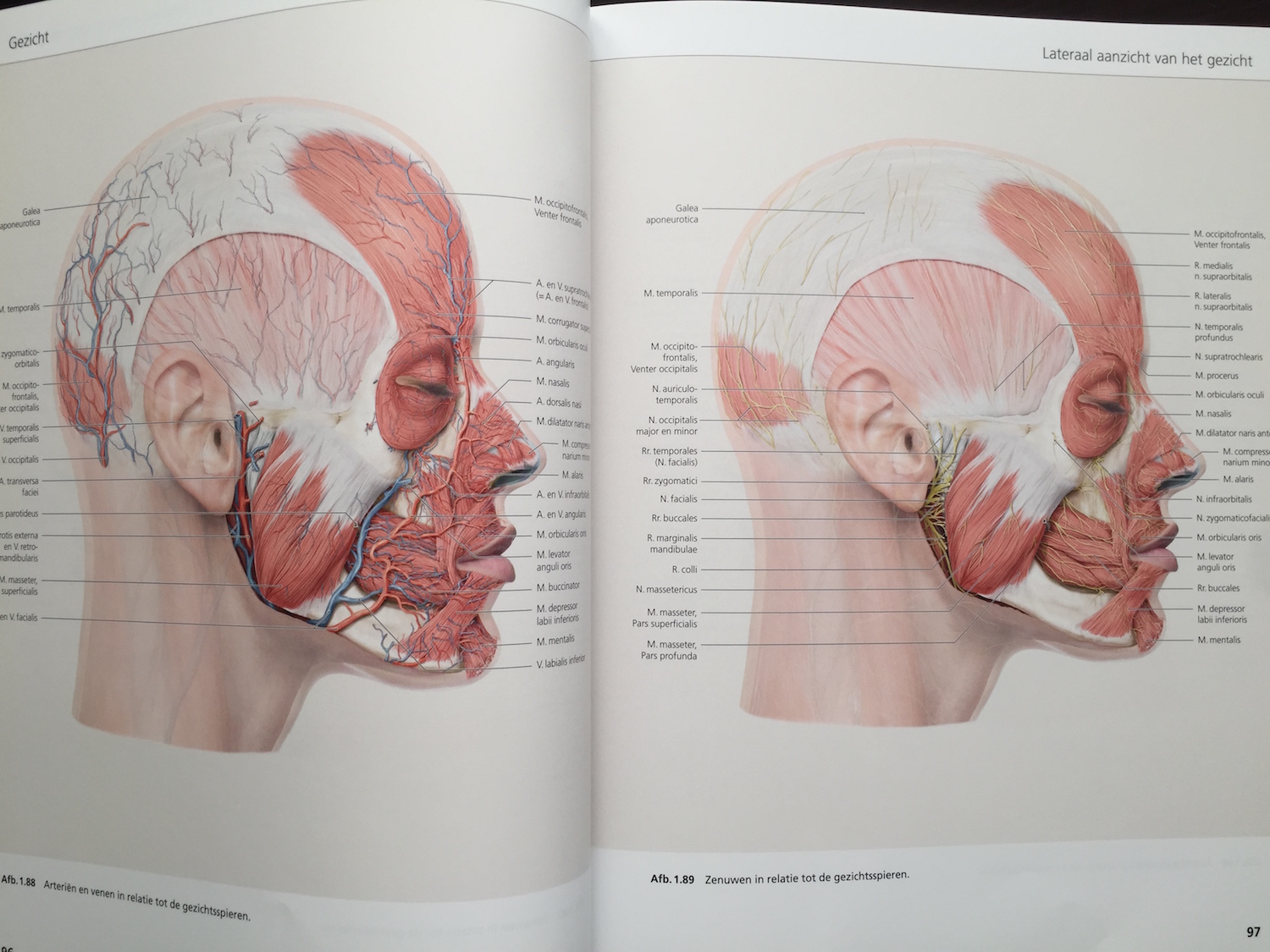 The Face Pictorial Atlas of Clinical Anatomy 