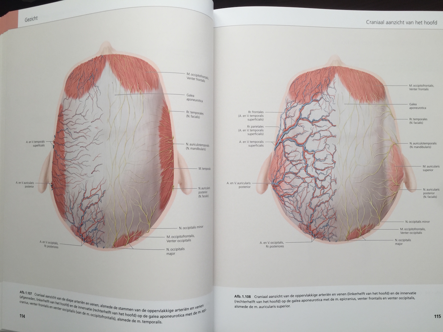 The Face Pictorial Atlas of Clinical Anatomy 