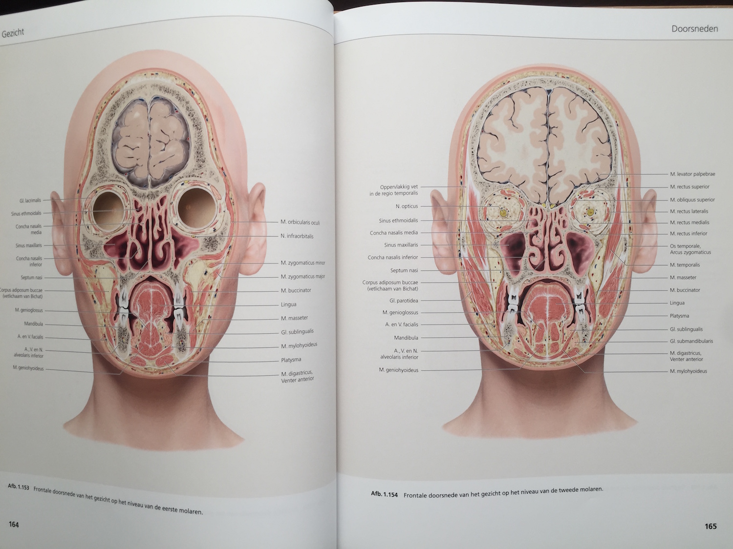 The Face Pictorial Atlas of Clinical Anatomy 