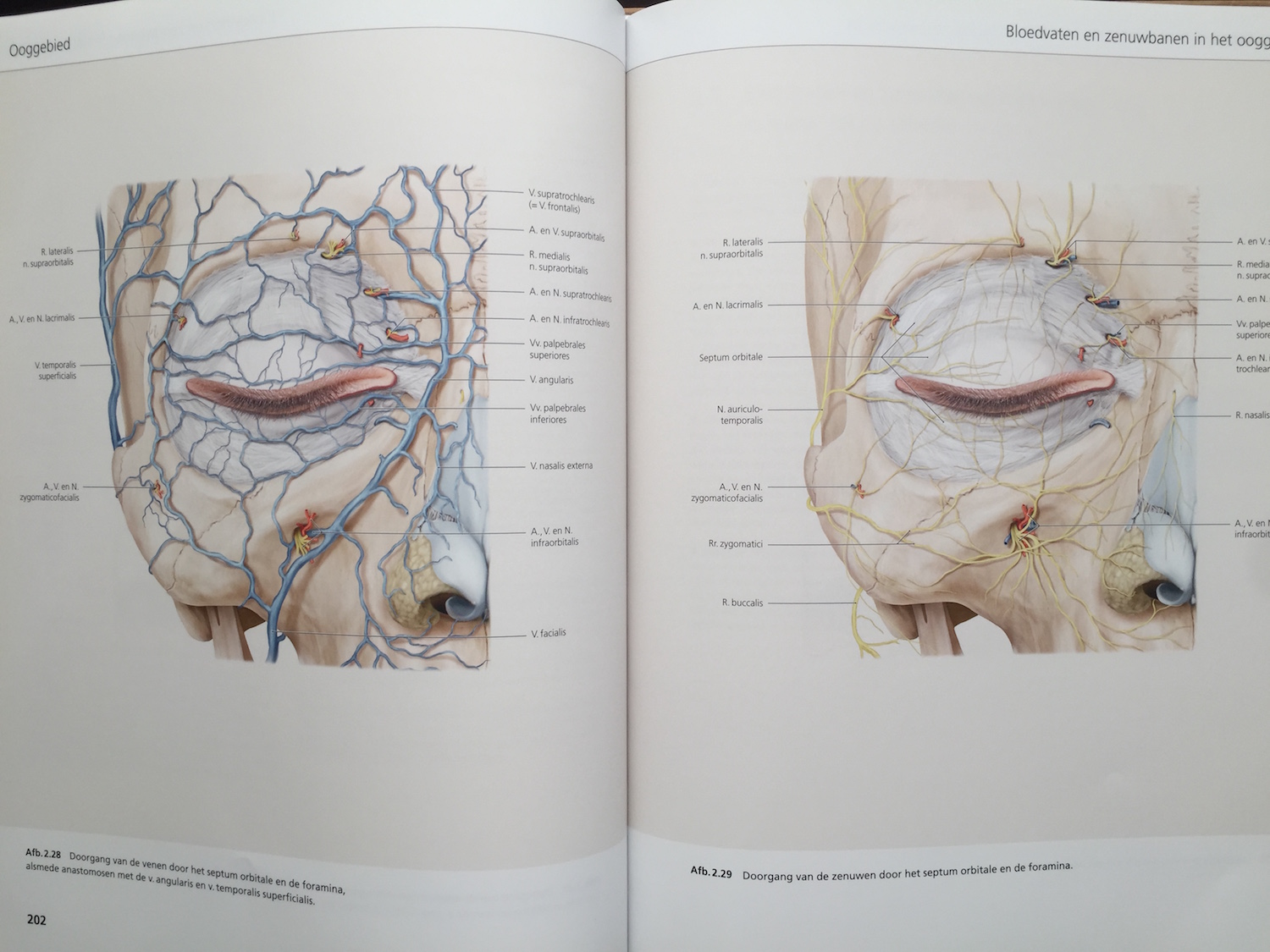 The Face Pictorial Atlas of Clinical Anatomy 