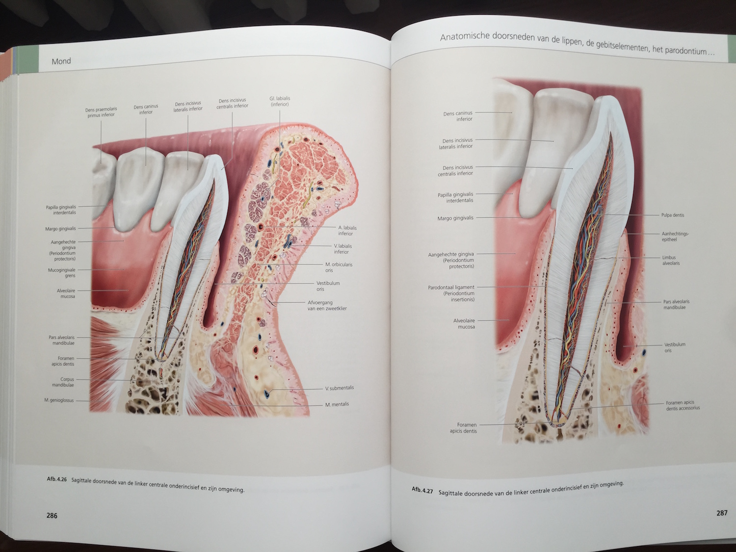 The Face Pictorial Atlas of Clinical Anatomy 