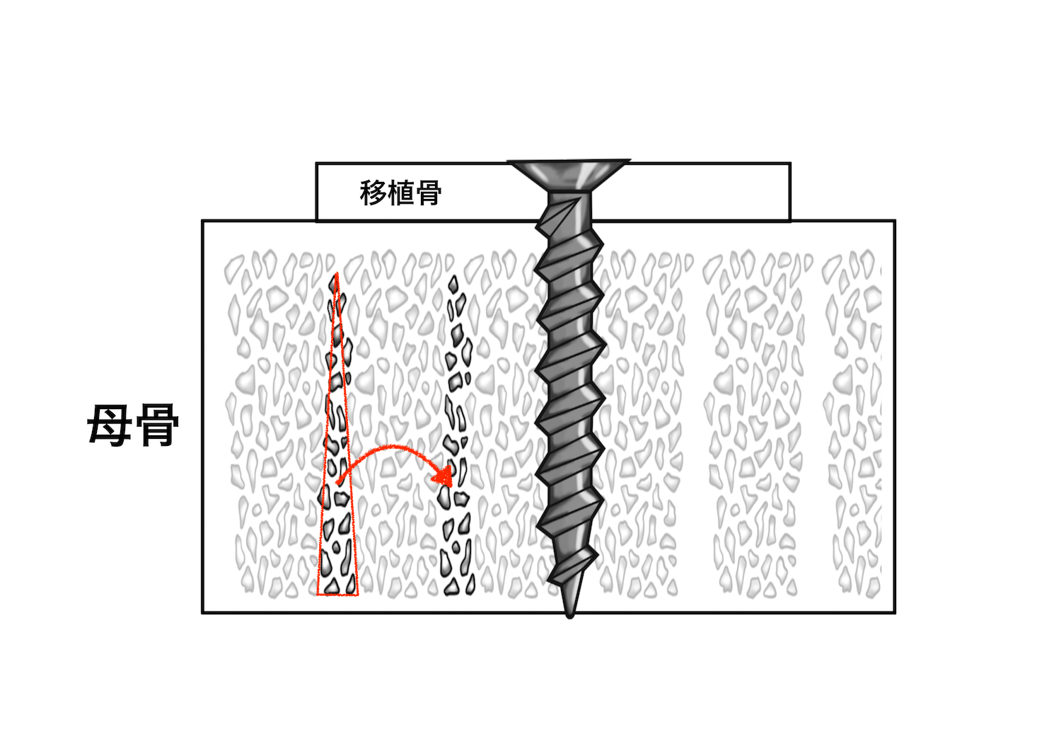 絵を描く口腔外科医　小山慶介