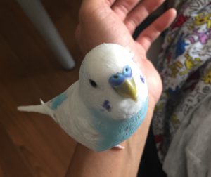 セキセイインコの発情期対策・初めての発情にも冷静に対応しよう!最短で生後6ヶ月付近が要注意・原因と対策