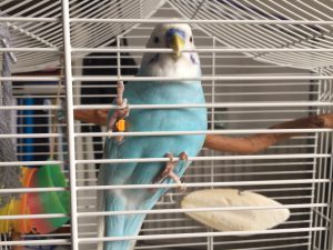 喋り始めたセキセイインコのスズメちゃん・言葉を覚える情熱・理由