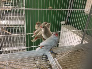オランダ・アイントホーヘンの鳥専門店・Birdshop Eindhoven