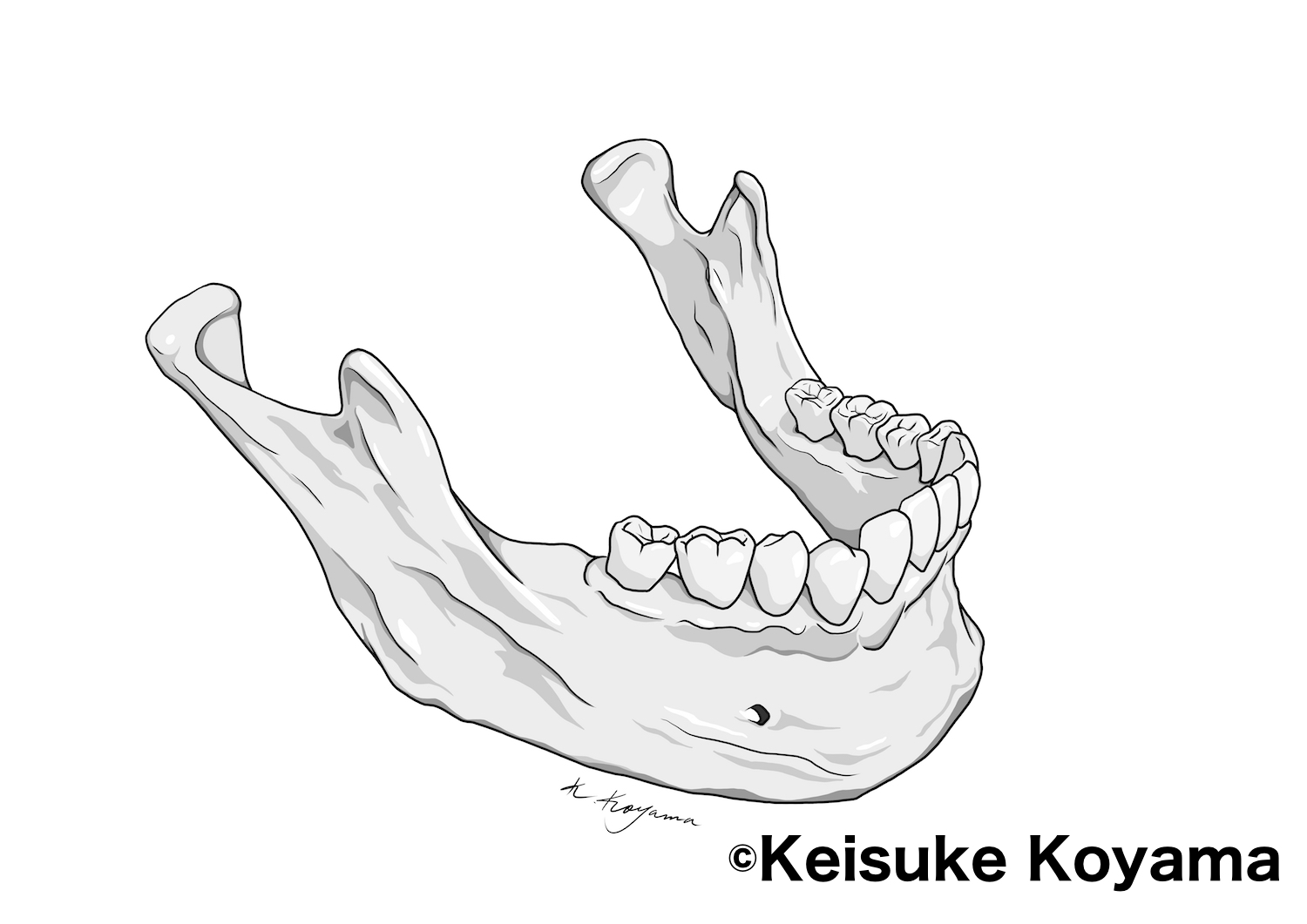 下顎イラスト　小山慶介