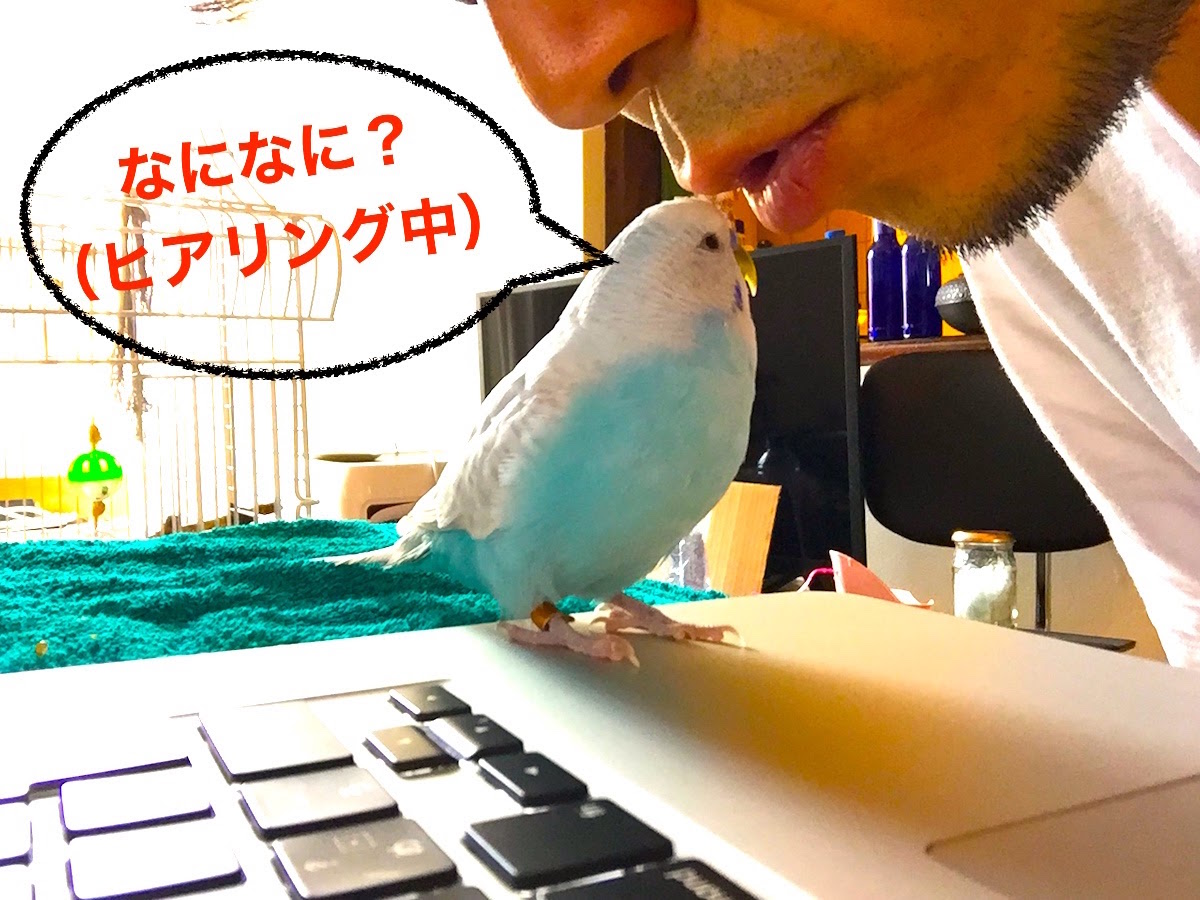 セキセイインコ　スズメちゃん