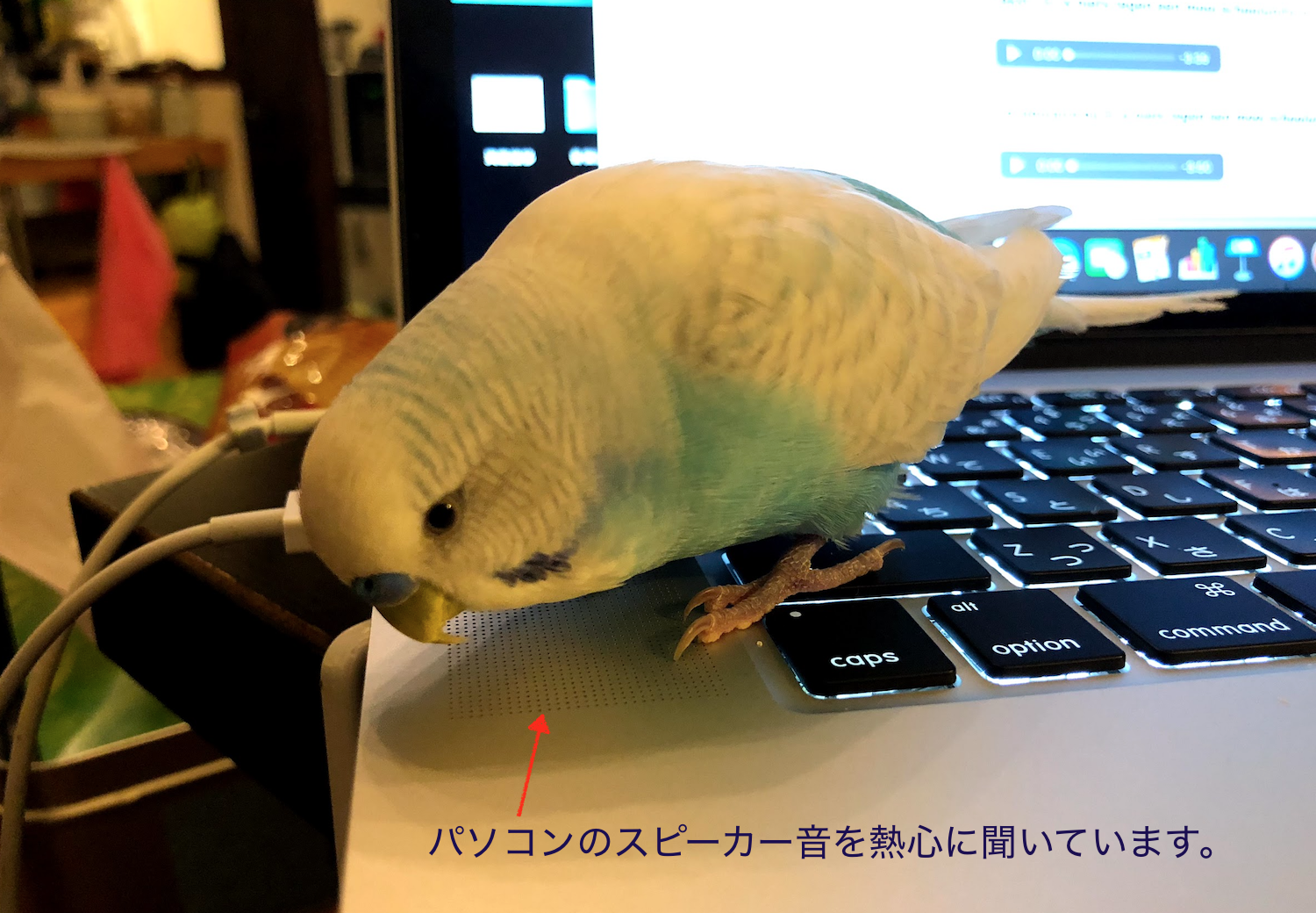 セキセイインコ　スズメちゃん