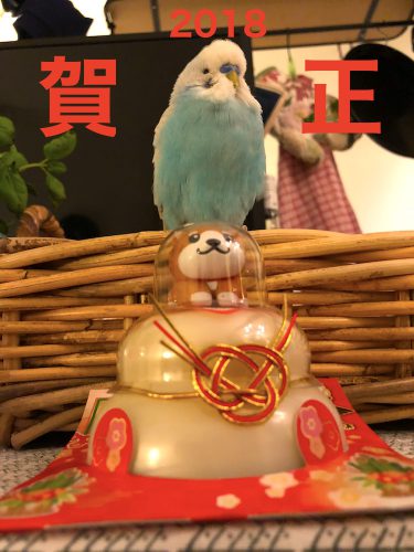 セキセイインコ賀正